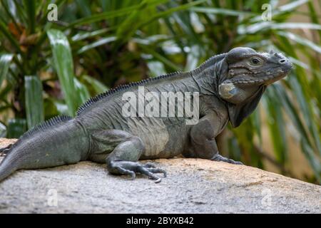 Das Nashorn Leguan (Cyclura cornuta) ist eine bedrohte Eidechse der Familie Iguanidae, die vor allem auf der Karibikinsel zu finden ist. Stockfoto