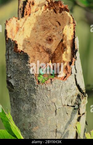 Ein blaukehlig Barbeskick (psilopogon asiaticus) im Nest, im Wald, West-bengalen, indien Stockfoto