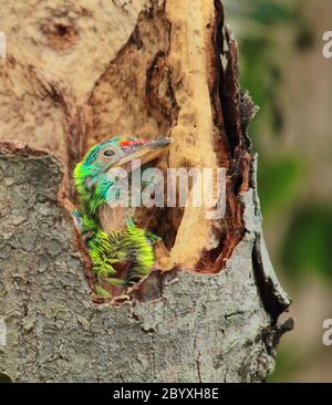 Das blaukehlige Barbesküken (psilopogon asiaticus) im Nest, auf dem Land von westbengalen, indien Stockfoto