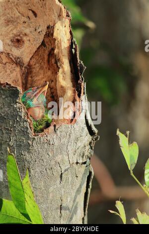 Das blaukehlige Barbesküken (psilopogon asiaticus) im Nest, auf dem Land von westbengalen, indien Stockfoto