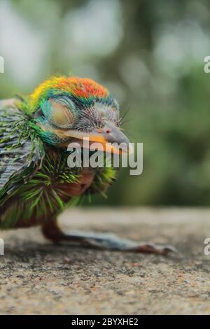 Ein sehr süßes blaukehliges Barbesküken (psilopogon asiaticus), der blaukehlige Barbet ist sehr häufig auf dem indischen Subkontinent Stockfoto