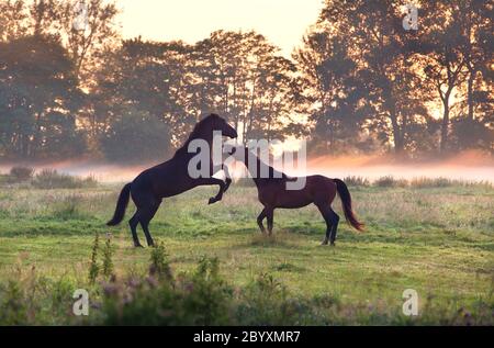 Zwei spielende Pferde auf nebliger Weide Stockfoto