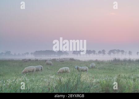 Schafe auf der Weide im Morgennebel Stockfoto