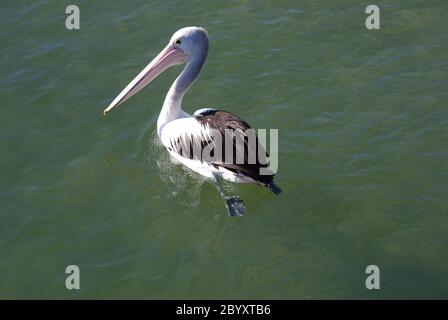 Australischer Pelikan Pelecanus auffallillatus auf der Pumicestone Passage Stockfoto