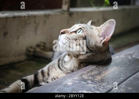 Die Katze AMERICAN KURZHAAR Stämme, Kopf ruhend, tagsüber Holzboden Stockfoto