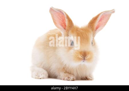 Ein junges Kaninchen isoliert Stockfoto