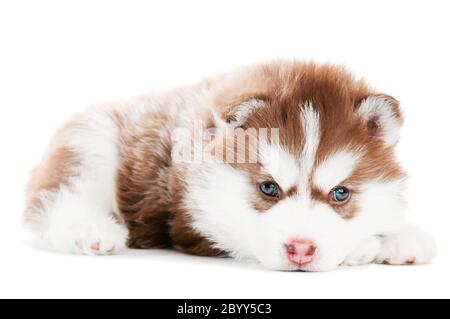 Sibirischer Husky brauner Welpe isoliert Stockfoto