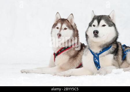 Schlittenhund sibirische Husky Stockfoto