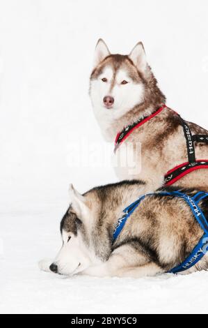 Schlittenhund sibirische Husky Stockfoto