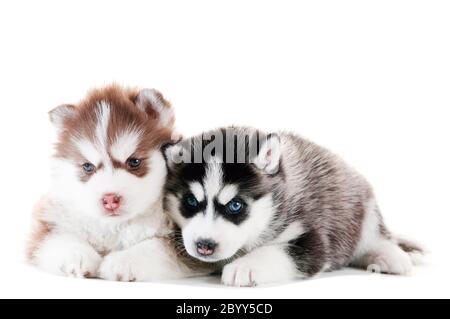 Zwei sibirische Husky Welpen isoliert Stockfoto