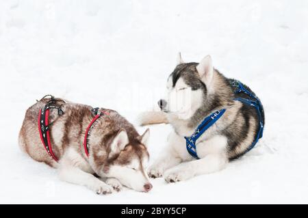 Schlittenhund sibirische Husky Stockfoto