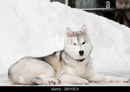 sibirischer Husky Hund im Winter Stockfoto