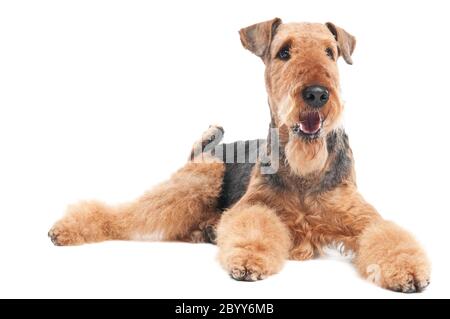 Airedale Terrier Hund isoliert Stockfoto