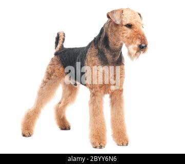 Airedale Terrier Hund isoliert Stockfoto