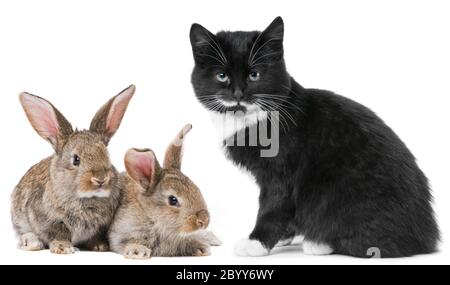 Kätzchen Katze und Kaninchen Hase Stockfoto