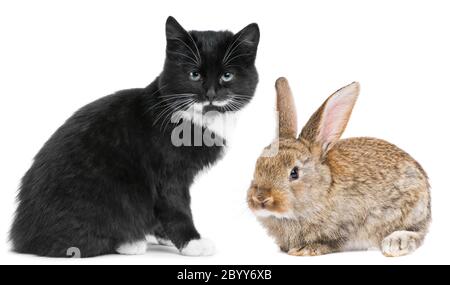 Kätzchen Katze und Kaninchen Hase Stockfoto