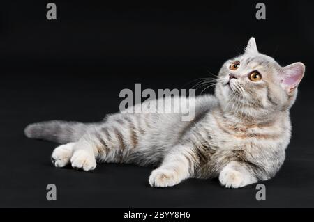 Britisch Kurzhaar Katze Stockfoto