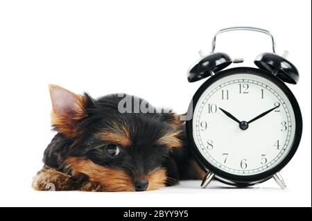 Yorkshire Terrier Welpe Hund mit Wecker Stockfoto
