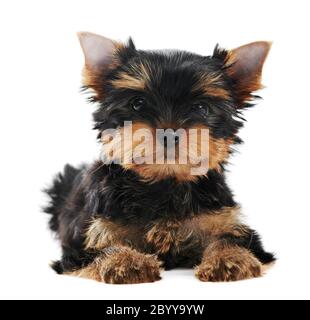 Ein Yorkshire Terrier (von drei Monaten) Welpe Hund Stockfoto