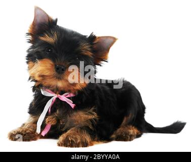 Ein Yorkshire Terrier (von drei Monaten) Welpe Hund Stockfoto