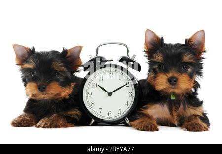 Yorkshire Terrier Welpe Hund mit Wecker Stockfoto