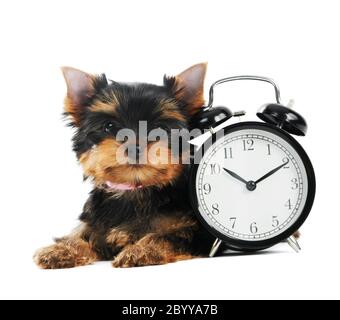 Yorkshire Terrier Welpe Hund mit Wecker Stockfoto
