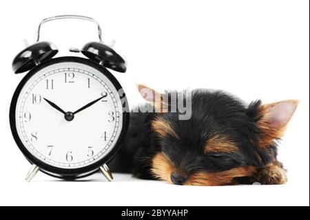 Yorkshire Terrier Welpe Hund mit Wecker Stockfoto