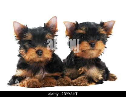 Ein Yorkshire Terrier (von drei Monaten) Welpe Hund Stockfoto