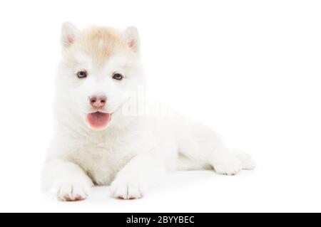 Ein sibirischer Husky Welpe isoliert Stockfoto