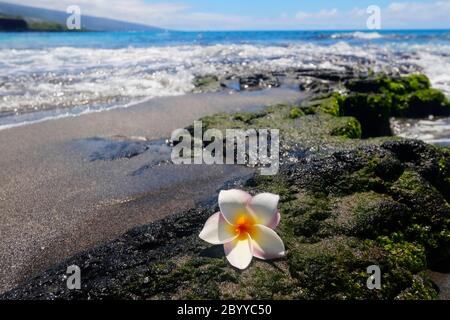 Landschaftlich reizvolle Aussicht mit weißer Frangipani Blume auf dem schwarzen Lavastein im pazifischen Ozean Strand außerhalb des Fokus Hintergrund. Hawaii Big Island, USA. Stockfoto