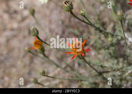 Cooper Dyssodia, Adenophyllum Cooperi, Asteraceae, native mehrjährige in den Rändern der Twentynine Palms, Southern Mojave Desert, Springtime. Stockfoto