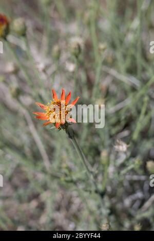 Cooper Dyssodia, Adenophyllum Cooperi, Asteraceae, native mehrjährige in den Rändern der Twentynine Palms, Southern Mojave Desert, Springtime. Stockfoto