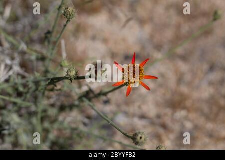 Cooper Dyssodia, Adenophyllum Cooperi, Asteraceae, native mehrjährige in den Rändern der Twentynine Palms, Southern Mojave Desert, Springtime. Stockfoto