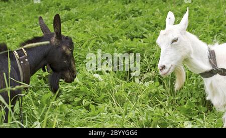 Schwarze Ziege gegen Weiß Stockfoto