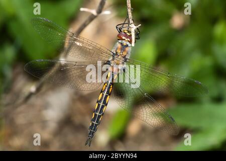 Gemeine Darter Libelle auf einem Zweig Stockfoto