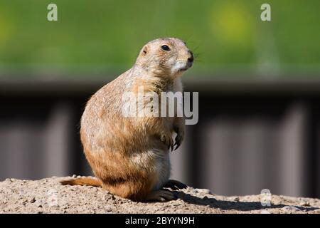 Black-tailed Prairie Dog auf der Suche nach Eindringlingen. Stockfoto