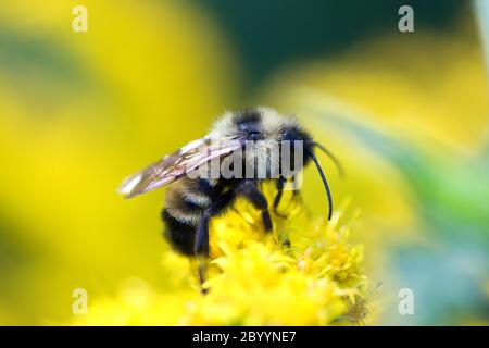 Goldene Nördliche Bumblebee Stockfoto