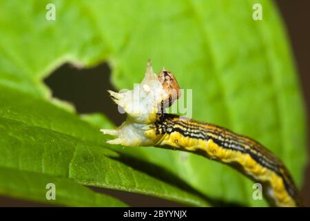 Zoll Wurm auf einem Blatt Stockfoto