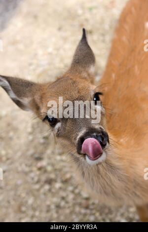 Kleine weibliche Hirsche leckt seine Lippen und Nase Stockfoto