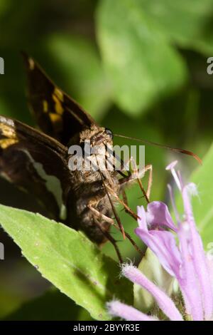 Grauer Hairstreak-Schmetterling (Strymon melinus) Stockfoto