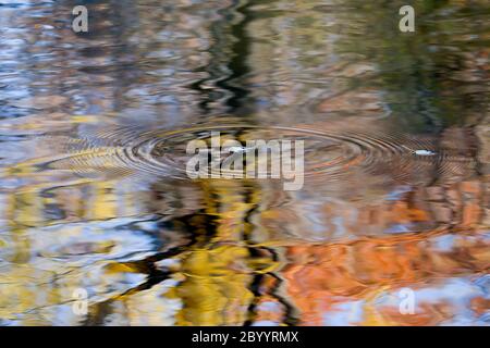 Herbstblätter fallen ins Wasser Stockfoto