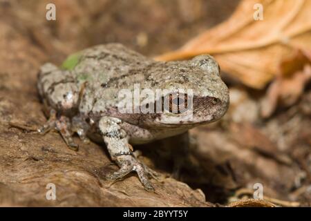 Ostgrauer Baumfrosch Stockfoto