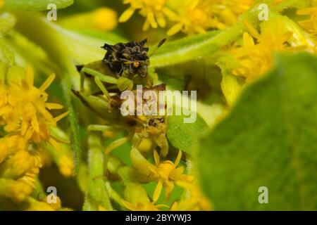 Paarungswanzen (Phymata erosa) in Goldrutenblüten. Stockfoto