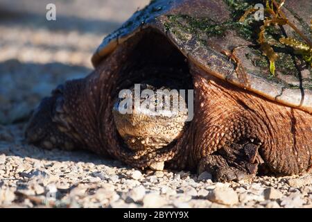 Gemeinsamen Schnappschildkröte Stockfoto