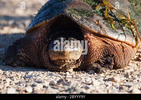 Gemeinsamen Schnappschildkröte Stockfoto
