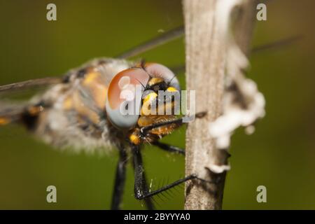 Gemeine Darter Libelle auf einem Stock gehockt. Stockfoto