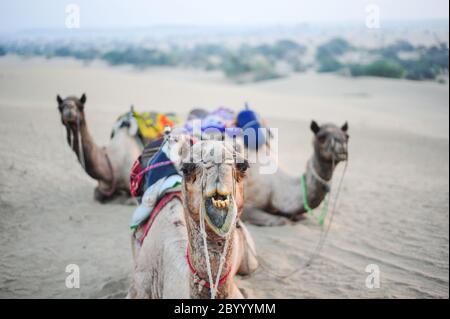 Sonnenuntergang oder Sunrise Kamelreiten sind eine beliebte Touristenattraktion in der Wüste. Jaisalmer, Rajasthan. 12. Dezember 2016. Stockfoto