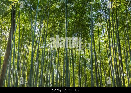 Bambuswald in Arashiyama Stockfoto