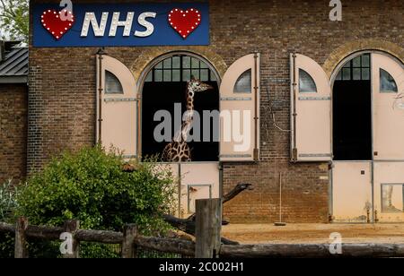 London, Großbritannien. April 2020. Das am 29. April 2020 aufgenommene Aktenfoto zeigt ein beleuchtetes Schild zur Unterstützung des National Health Service (NHS), als eine Giraffe vom Giraffenhaus im Londoner Zoo in London, Großbritannien, aus sieht. Der britische Premierminister Boris Johnson bestätigte am Mittwoch, dass Zoos und Outdoor-Attraktionen in England ab Montag wieder eröffnet werden dürfen, aber dennoch müssen die Regeln für soziale Distanzierung befolgt werden. Kredit: Han Yan/Xinhua/Alamy Live News Stockfoto