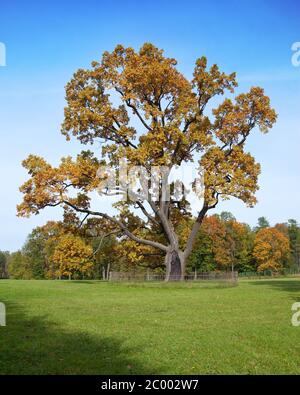 Russland, Gattschina, helle Herbst Baum im park Stockfoto